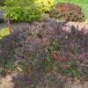 Sunjoy Todo Japanese Barberry - Image 2